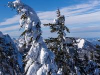 Schneegebeugte Tanne am Wegrand